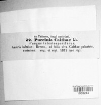 Puccinia calthae image